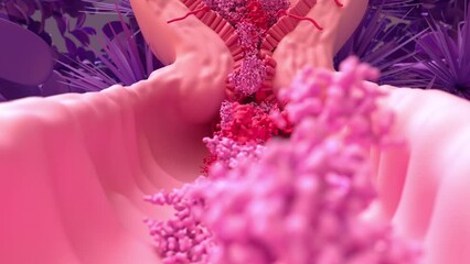 Menstrual Cycle, Bleeding Menstrual Period. Menstruation phases: menstruation, follicular phase, ovulation and luteal phase.