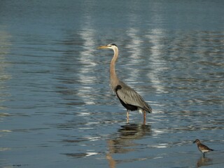 Great Gray Heron standing in the water Florida