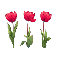 Red tulip flowers collection. Set of spring and summer flowers painting isolated on white background. Vector illustration