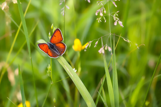 Purple-edged Copper butterfly (Lycaena hippothoe) in the meadow.