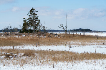 北海道・根室 春国岱と結氷した風蓮湖