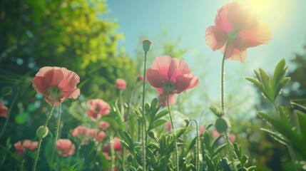 Glowing poppies on a summer's day