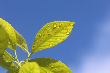 green leaves of lemon tree on a rainy day