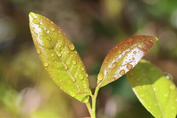green leaves of lemon tree on a rainy day
