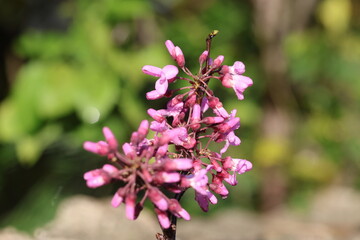blossoms of Cercis siliquastrum  (Judas tree) in spring
