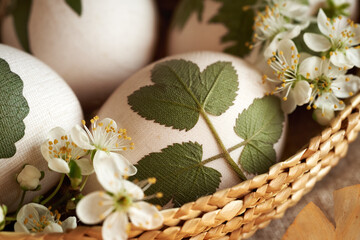 Obraz na płótnie Canvas White Easter egg with fresh leaves attached to them with old stockings - preparation for dyeing with onion skins