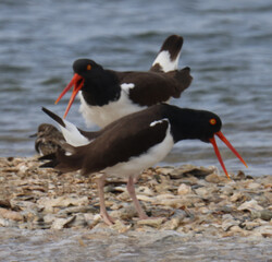Oystercatcher Courting Dance II