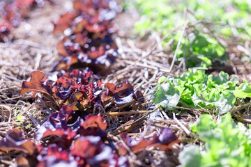 Selective focus Many purple lettuces are growing quickly in the fields because of organic farming by farmers.
