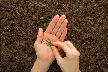Young adult woman fingers taking beet seeds from palm for planting in fresh dark soil. Closeup....