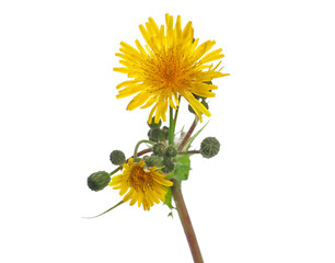 Fototapeta premium Dandelion fresh yellow flowers with stem an bud isolated on white, clipping 