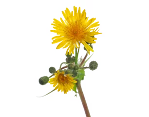 Tuinposter Dandelion fresh yellow flowers with stem an bud isolated on white, clipping  © dule964