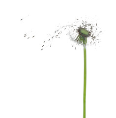 Dandelion spores blowing isolated in white
