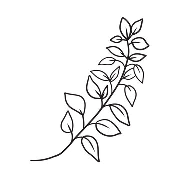 Abstract realistic branch with leaves in black isolated on white background. Plant yanang thai siamese rosewood. Hand drawn vector sketch illustration in doodle engraved vintage outline line art.