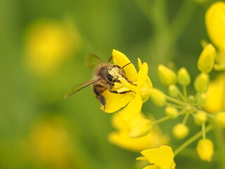 菜の花に蜂