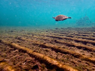 Freshwater river turtle swims above the wreck of the Madison in the clear waters of Troy Springs...