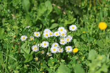 bellis daisies (Bellis perennis) flowers in spring © UMIT