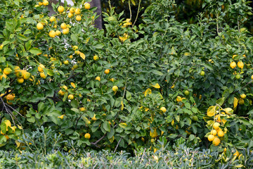 High-angle view of a hedge of lemon trees full of fruits, Sanremo, Imperia, Liguria, Italy