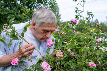 Focused senior gardener smelling rose flower and attentively pruning overgrown pink rose bushes in...