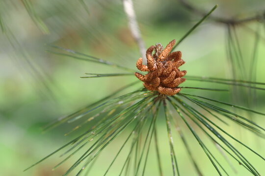 Immature male pollen bearing (staminate) cones of Turkish pine tree (Pinus brutia) 