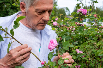 Aged man with grey hair enjoys the scent of blooming pink roses in his garden, a tranquil...