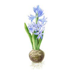 Blue spring flower hyacinth. Watercolor illustration of a delicate bright hyacinth flowers flowering with leaves. Painted floral elements isolated background. For print, cards, banner, decor