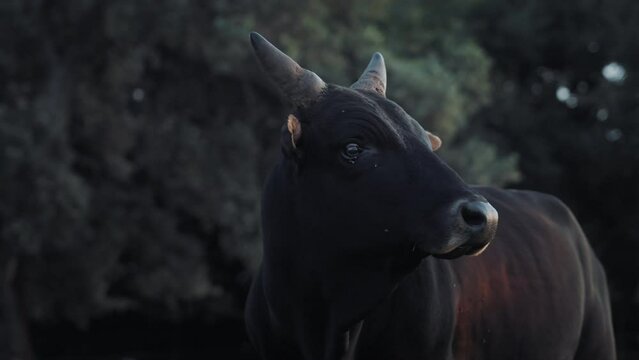 Big black bull with humb on a farm by the forest. Majestic farm animals in the wild. Close-up shot. 
