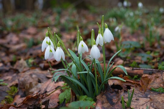 Close up photo of the common snowdrop (Galanthus nivalis) with blurry background.	