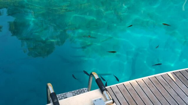 small fish school seen from the water surface, underwater world, sea, ocean life protection, luxury holiday