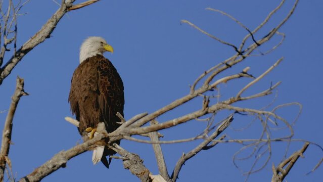 Bald Eagle on a Branch Close Up