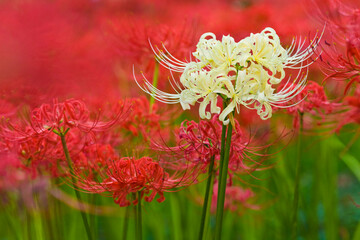 巾着田曼珠沙華公園に群生する彼岸花4