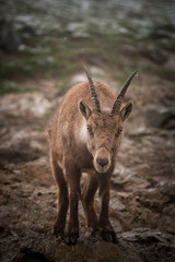 a alpine ibex female in the alps, the Hohe Tauern national park in austria, at a rainy spring day 
