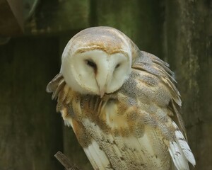 Barn Owl at Homosassa Springs State Park 