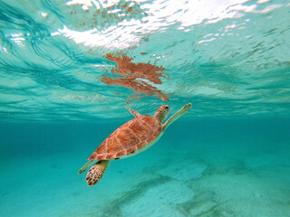 Green Sea Turtle in Caribbean Sea near Akumal Bay Mexico