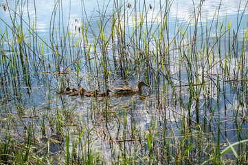 Wild ducks family swimming in the lake. Selective focus