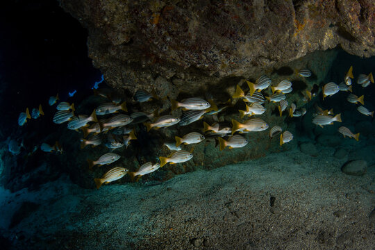 School of Burrito listado (Parapristipoma octolineatum) in underwater swim-through at Monta&ntilde;a Amarilla, Tenerife, Canary Islands