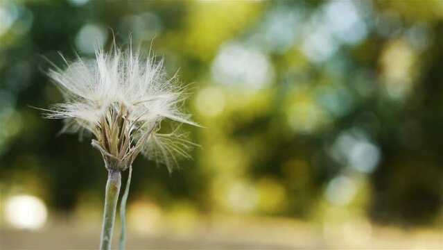 Tragopogon, also known as goatsbeard
