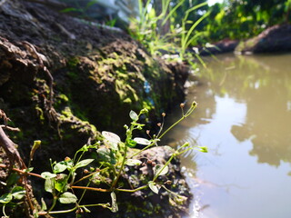 embankment along the river channel has grass and aquatic plant
