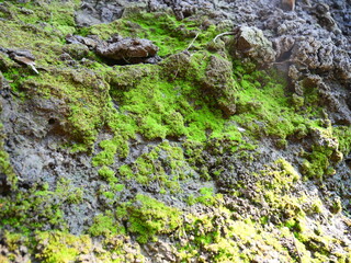 Green moss on wet soil near a waterhole in an orchard