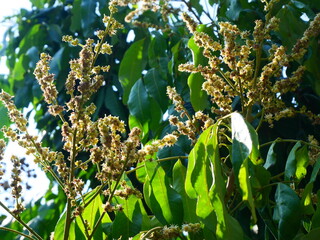 Mango flowers on the branches of the mango tree in the orchard