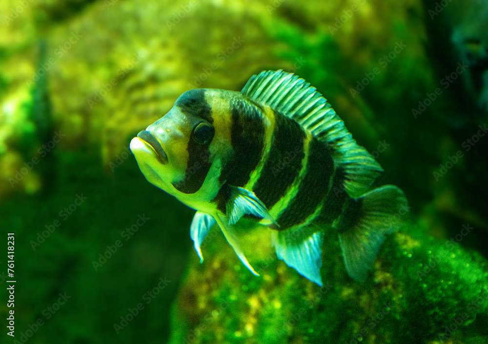 Wall mural Cyphotilapia frontosa, also called the front cichlid and frontosa cichlid, is an east African species of fish endemic to Lake Tanganyika.