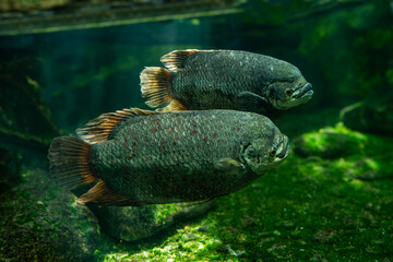 The giant gourami (Osphronemus goramy) is a species of large gourami native to freshwater habitats in Southeast Asia