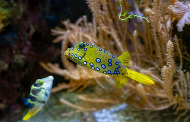 Yellow boxfish (Ostracion cubicum) is a species of boxfish found in reefs throughout the Pacific...