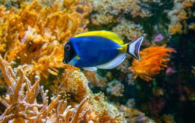 Acanthurus leucosternon, commonly known as the blue surgeonfish, powder blue tang or powder-blue...