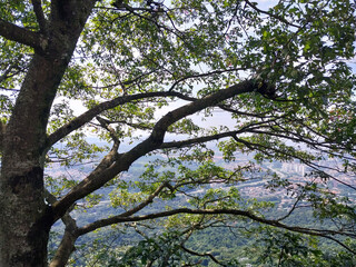 tree in spring