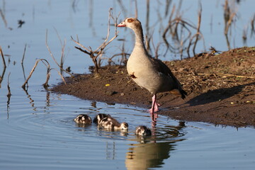 Egyptian goose (Alopochen aegyptiaca) is an African member of the Anatidae family including ducks, geese, and swans. This photo was taken in Kruger National Park, South Africa.