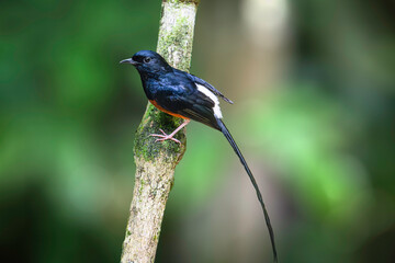 White-Rumped Shama (Copsychus Malabaricus)