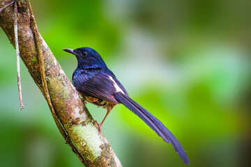 White-Rumped Shama (Copsychus Malabaricus)