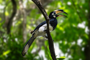 Oriental Pied Hornbill: The Oriental Pied Hornbill, also known as Anthracoceros albirostris, is a medium-sized bird native to Southeast Asia.