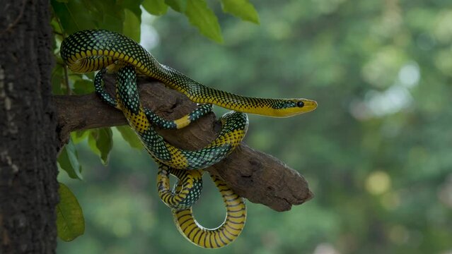 Rainbow tree snake, Royal tree snake, gonyosoma margaritatum native to borneo indonesia close up shot with natural bokeh background 