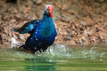 The Grey-headed Swamphen stands elegantly in a shallow river, its striking blue and grey feathers gleaming amid tranquil waters and surrounding reeds.